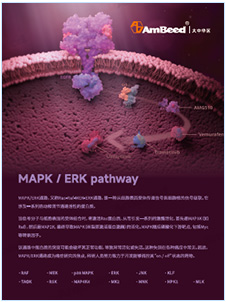 产品手册 | MAPK / ERK Pathway